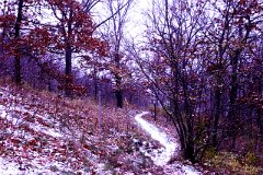 photo 0244